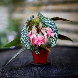 Begonia 'Silver Wings'