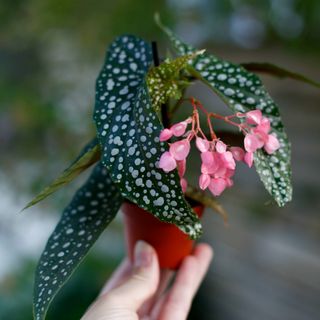 Begonia 'Silver Wings'