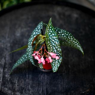 Begonia 'Silver Wings'