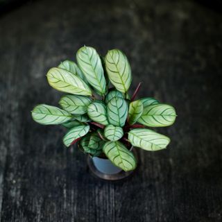 Ctenanthe burle marxii