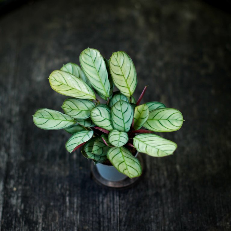 Ctenanthe burle marxii 6 cm