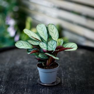 Ctenanthe burle marxii