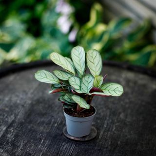 Ctenanthe burle marxii