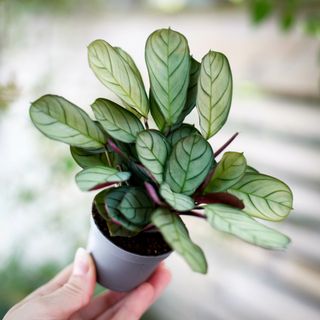 Ctenanthe burle marxii