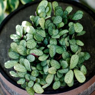 Ctenanthe burle marxii