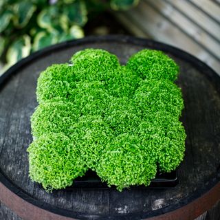 Selaginella apoda RÄDDA MIG!