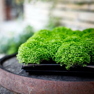 Selaginella apoda RÄDDA MIG!