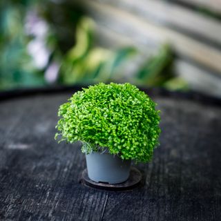 Selaginella apoda RÄDDA MIG!