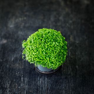 Selaginella apoda RÄDDA MIG!