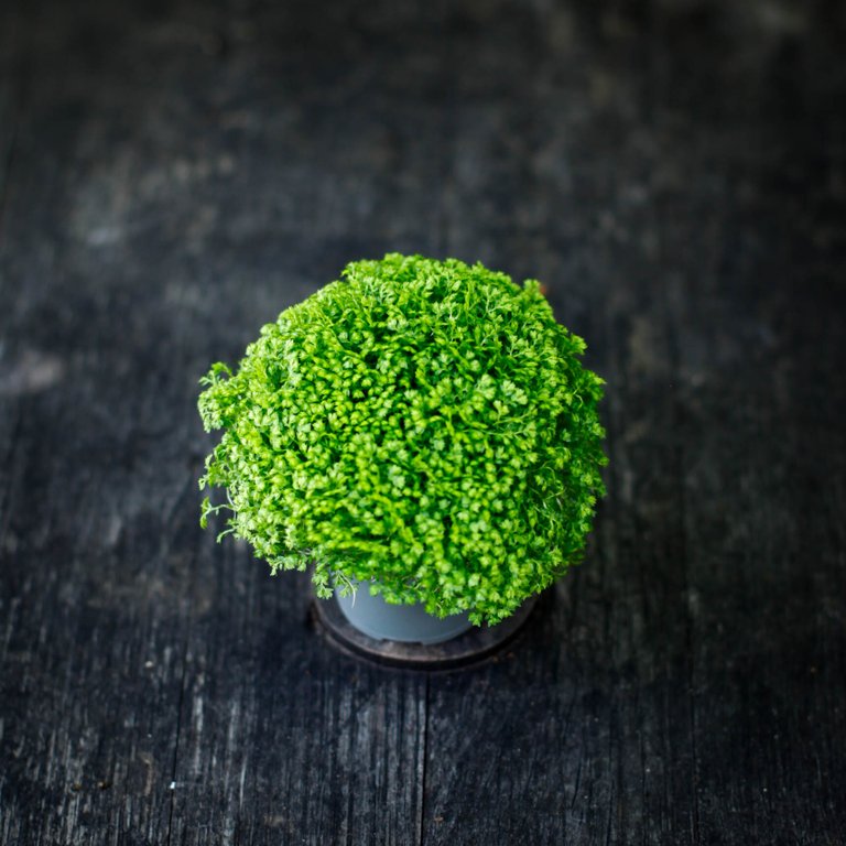 Selaginella apoda 6 cm