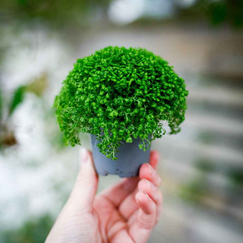 Apoda Selaginella apoda 6 cm - Klorofyllverket – Gröna växter online