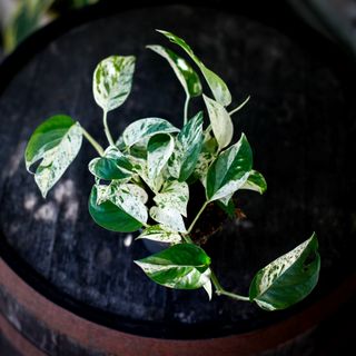 Epipremnum 'Marble Variegata' 12 cm