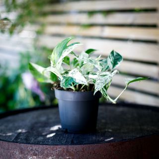 Epipremnum 'Marble Variegata' 12 cm