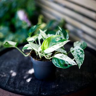 Epipremnum 'Marble Variegata' 12 cm