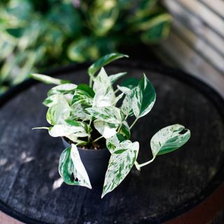 Epipremnum 'Marble Variegata' 12 cm