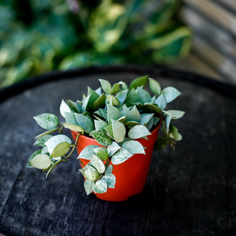 Hoya krohniana 'Super Silver' 12 cm