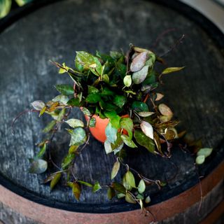 Hoya 'Black Leaves' 12 cm