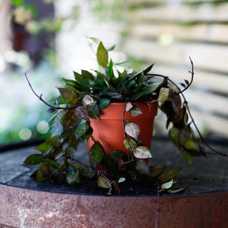 Hoya 'Black Leaves' 12 cm