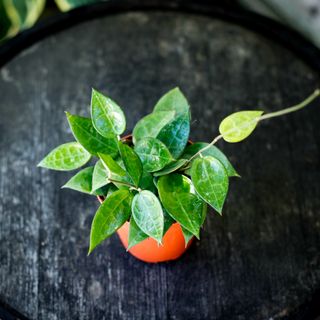 Hoya 'Black Edge' 12 cm