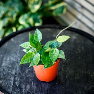 Hoya 'Black Edge' 12 cm