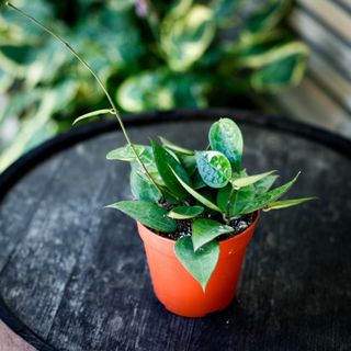 Hoya 'Black Edge' 12 cm