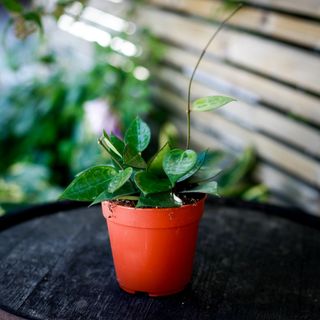 Hoya 'Black Edge' 12 cm