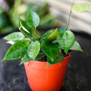 Hoya 'Black Edge' 12 cm