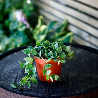 Hoya krohniana 'Splash' 12 cm