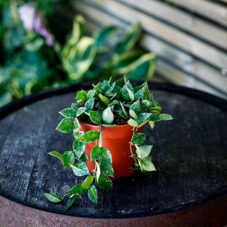 Hoya krohniana 'Splash' 12 cm