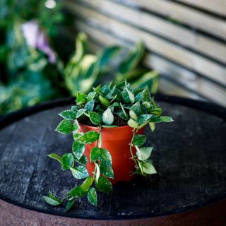 Hoya krohniana 'Splash' 12 cm