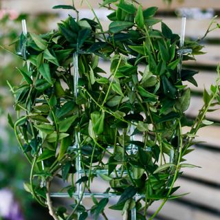 Hoya bella på växtstöd