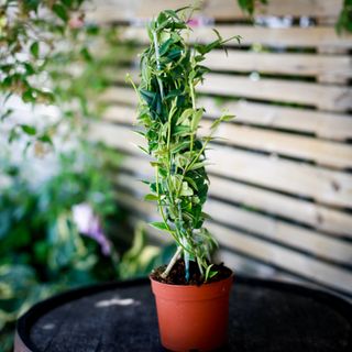 Hoya bella på växtstöd