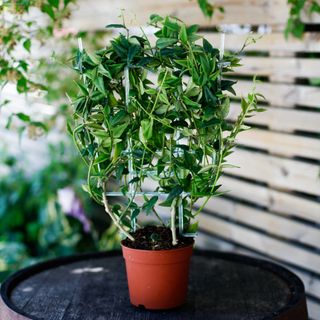 Hoya bella på växtstöd