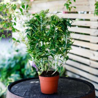 Hoya bella på växtstöd