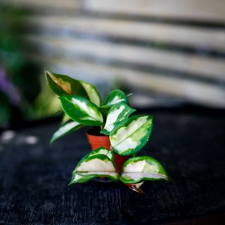 Hoya 'Krimson Princess'