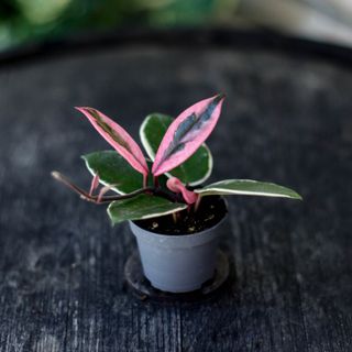 Hoya 'Flamingo Dream'