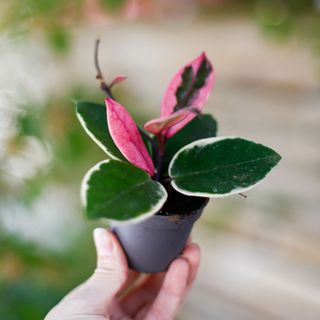 Hoya 'Flamingo Dream'