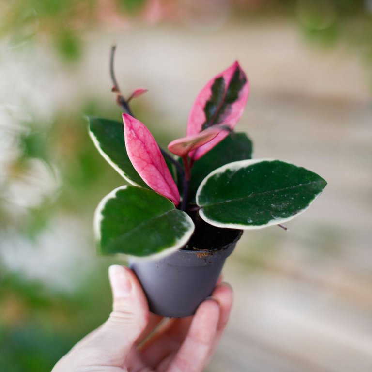 Hoya carnosa 'Flamingo Dream' 6 cm