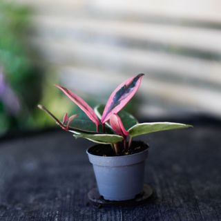 Hoya 'Flamingo Dream'