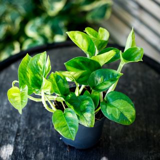 Epipremnum 'Global Green' 12 cm