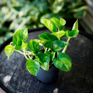 Epipremnum 'Global Green' 12 cm