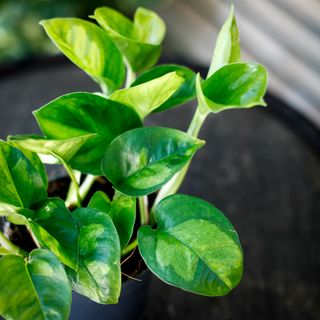 Epipremnum 'Global Green' 12 cm