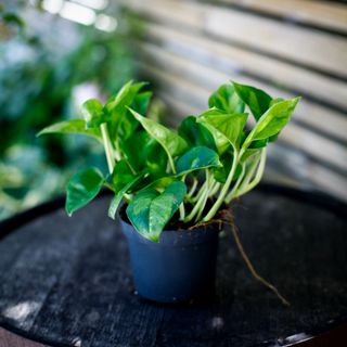 Epipremnum 'Global Green' 12 cm