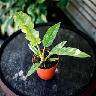 Philodendron 'Ring Of Fire' 12 cm