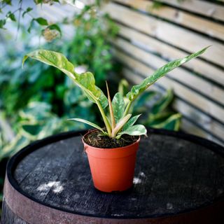 Philodendron 'Ring Of Fire' 12 cm