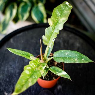 Philodendron 'Ring Of Fire' 12 cm