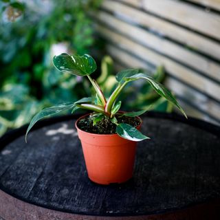 Philodendron 'White Princess'