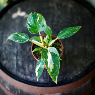Philodendron 'White Princess'