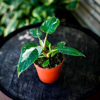 Philodendron 'White Princess'