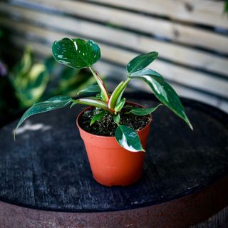 Philodendron 'White Princess'